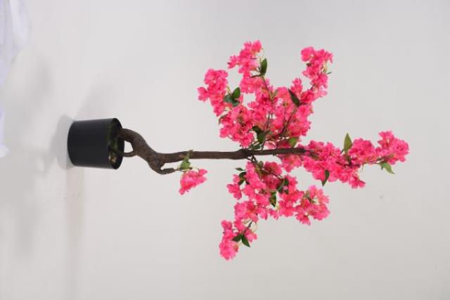 Rental store for Cherry Blossom Tree-Pink in Jackson MS MS